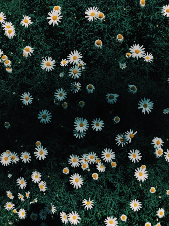 White Daisy Flower Android Wallpaper