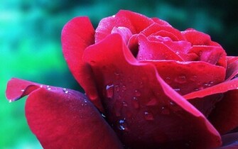 Black And White Wallpaper Pink Rose Close Up Nature