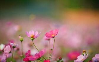 Wildflower Wallpaper Desktop