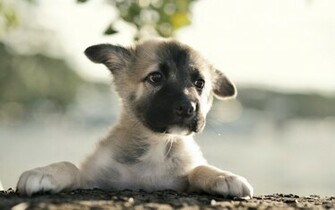 German Shepherd Dog Puppy Babies Faces Eyes Wallpaper Background