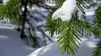 Pine Tree Wallpaper Pack Flgx Db
