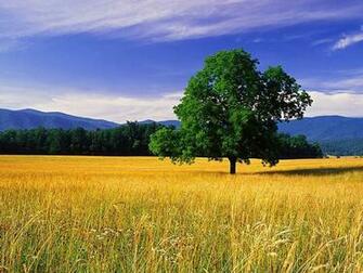 Wallpaper Nature Scenery