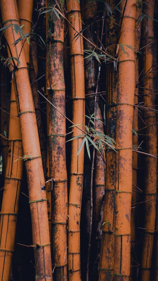 Bamboo iPhone Wallpaper