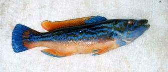 New Cuckoo Wrasse