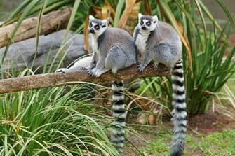 Lemur Computer Wallpaper Desktop Background