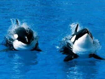Killer Whales Wallpaper Funny Animals