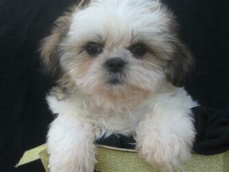 Shih Tzu Puppy Pictures Information