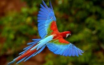 It S HD Animals Funny Wallpaper Amazing