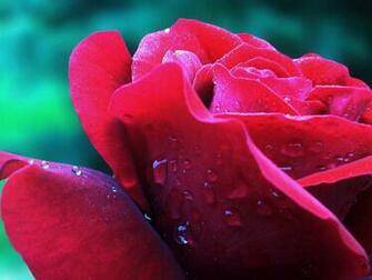 Flowers For Flower Lovers Rose Desktop Wallpaper
