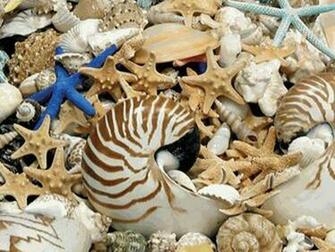 Sea Shell Wallpaper Jpg