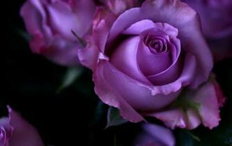 The New Creation Elohim Creator Gods Divine Humanity