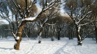Snowy Forest Desktop Pc And Mac Wallpaper