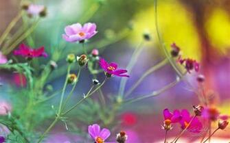 Windows Wallpaper Dream Garden Pre System