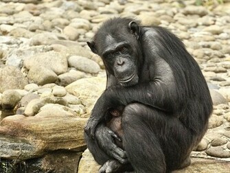 Chimpanzee Wallpaper Weddingdressin