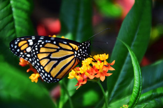 Monarch Butterfly On Yellow Flowers Raixqpsp0a9ooxdf Wallpaper