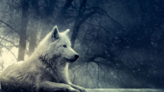 E865de58cf3e995d14b5cd8d5455dae6 Wallpaper