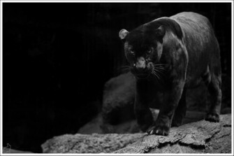 Black Jaguar Wallpaper Animal Pictures