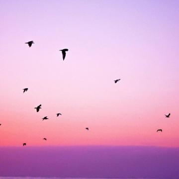 Sky Bird Pink Red Sunset Nature iPad Wallpaper