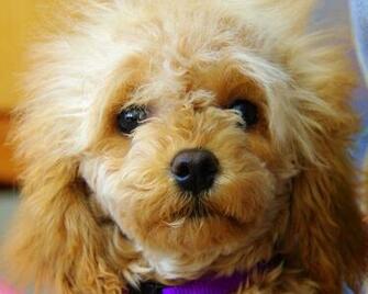Black Toy Poodle Puppies Wallpaper