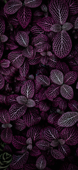 Plants iPhone Wallpaper