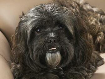 Portrait Of A Shih Tzu Wallpaper