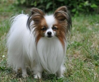 Papillon iPhone Wallpaper Animal Planet HD