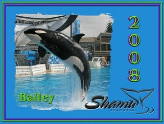 Shamu Wallpaper