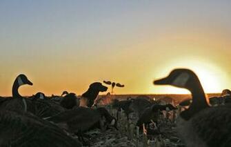 Waterfowl Hunting Duck And Goose Photos