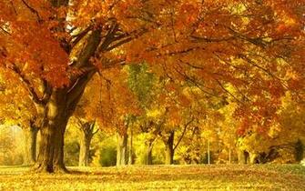 Autumn Leaves Wallpaper Desktop