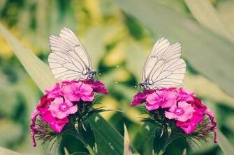 Two White Butterflies On Pink Carnations Dianthus HD Wallpaper