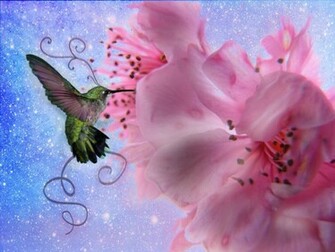 Hummingbird Wallpaper