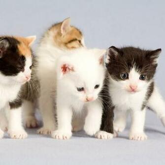 HD Cat iPad Wallpaper