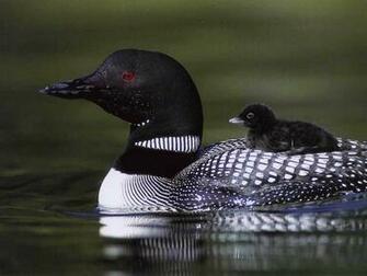 Loon Wallpaper