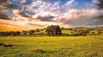 Oak Tree Wallpaper
