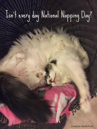 As The World Purrs National Napping Day