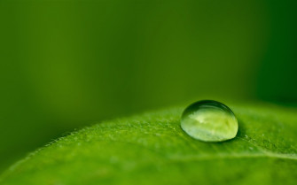 Fresh Morning Background Desktops Wallpaper Nature