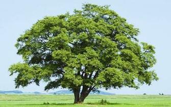 Beautiful Wallpaper For Desktop Big Tree HD