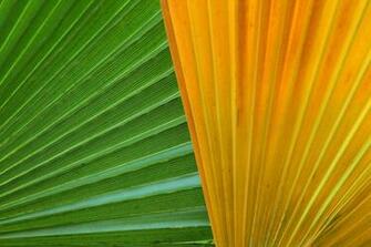 Colorful Palm Leaves Stock Photo HD Public Domain Pictures