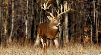North American Wildlife Wallpaper Gallery