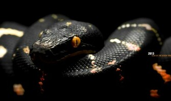 Black Snake Wallpaper Gallery