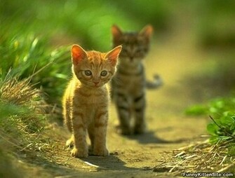 Kittehs For Widdy Winamp Shoutcast Forums