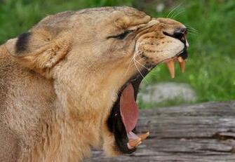 Lion Roar Wallpaper Which Is Under The