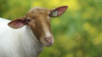 Sheep Wallpaper HD Background Image Pics Photos