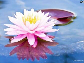Lotus HD Wallpaper