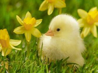 Cute Duck Wallpaper HD In High Quality