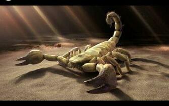 Scorpion HD Desktop Wallpaper Net