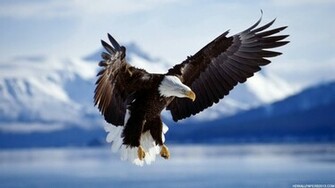 Eagle Wallpaper HD Background