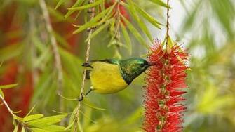 Bird Wallpaper With A Eating From Flower Birds Jpg