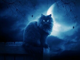 Black Cat In Dark Room
