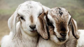 Cute Goats Wallpaper Pictures Image